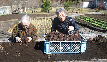 里芋の収穫